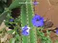 Aldam Estate - Vaal River - Africa Travel Channel