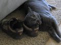 Grovey Gizmo Shoe Snuff Grovey Gizmo Shoe Snuff