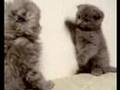 very-funny-cats-scot