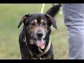 Ruffy - Slowakische Schwarzwildbracke - Mischling