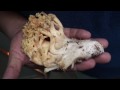 Ramaria sp.