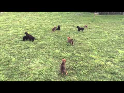 Belgian Malinois puppies