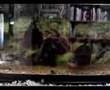 Fish Feed an Fight 