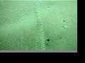 Filmstrip worm