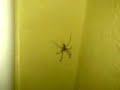 massive spider
