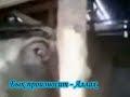 Znamenie Byk proiznosit Allah Znamenie Byk proiznosit Allah