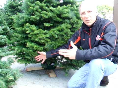 how to take care of a xmas tree