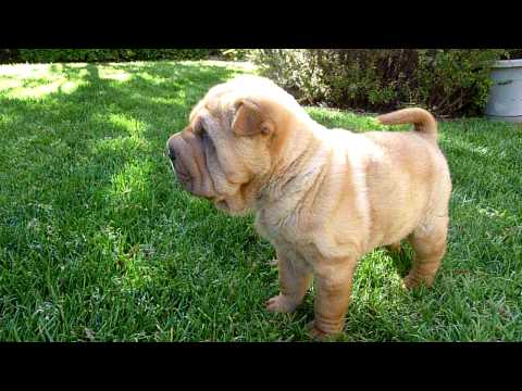 Sharpei