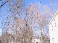 Birds swarming