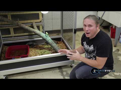 lizard - Huge lizard attack ; I'll update the Nile Monitor lizard's for you guys, and in the process I get a pretty painful bite from one of them. They are great anim...