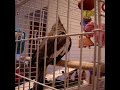 Lucy my attack bird!