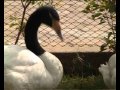 Black Necked Swan - YouTube