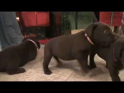 Day 34 – Mocha and her Chocolate Labrador Retriever Puppies Wish You All A Merry Christmas!