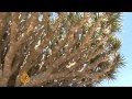 Species at Yemen island face threat