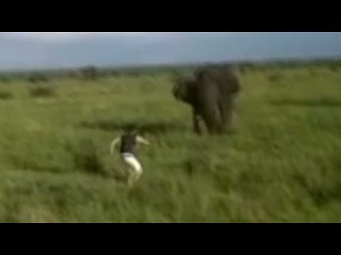 elephant - Man who charged elephant spared life, but not job. CNN's Jeanne Moos reports. For more CNN videos, visit out site at http://www.cnn.com/video/