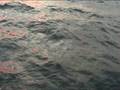 videos de Dolphin BVIs