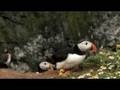 Puffins of Skomer Island