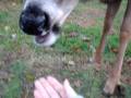 Another new deer Sundance kid comes for apples and carrots