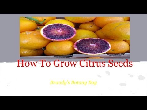 how to grow jicama from seeds