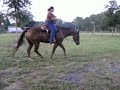Rascal - 9/6/08 Western Pleasure Lope right lead