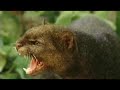 call of life facing the mass extinction trailer
