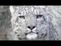 call of life facing the mass extinction trailer