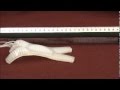 Soft-bodied pneumatic robot