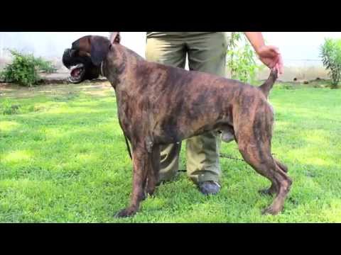 boxer