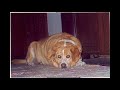 Maggie the only real big dog!