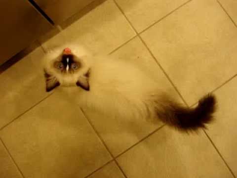 Charlie A Seal Mitted with an Hourglass Blaze Ragdoll Cat 0 Charlie A Seal Mitted with an Hourglass Blaze Ragdoll Cat