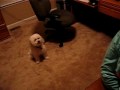 ruffyles-and-graden-duet.html