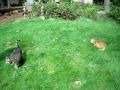 videos de sophie and apple on the lawn