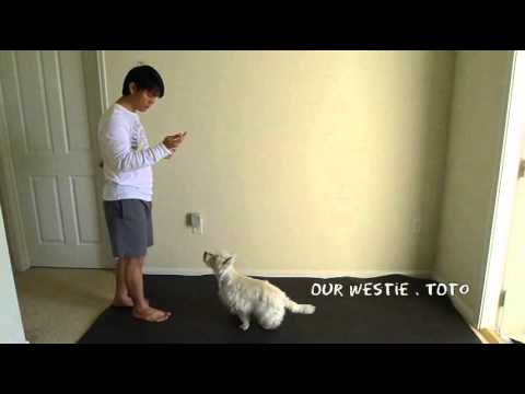 how to train west highland terrier puppies