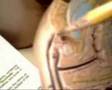 Female Repro: Internal Genitalia