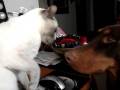 Smacking Red