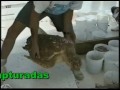 Promote Responsible shrimp fishing