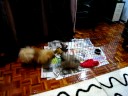Fighting over a teddy bear