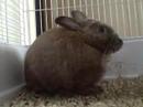 Bunny Just Nibbling Hay