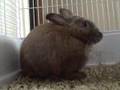 Bunny Just Nibbling Hay