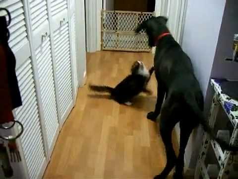 gran danes