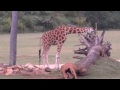 Bindy's Backyard The Musical.mp4