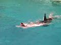 SeaWorld Killer Whale Shamu Believe Show