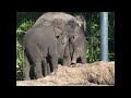 Tarongas elephant calf Pathi Harn Turns Three Months Old