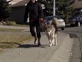 Second Chance Animal Rescue Society (SCARS) PSA