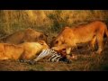 Earth - La savana africana