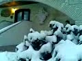 pera nella neve