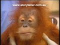Part 4 BITL Orang-utan Just Hanging On Part 4 BITL Orang-utan Just Hanging On