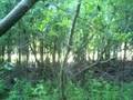 videos de Nancy Today: Join me as we walk through the woods
