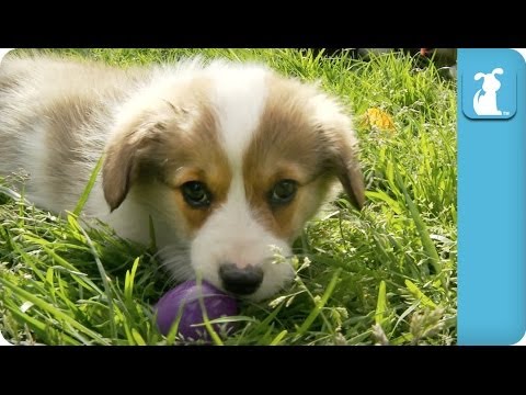 Adorable Corgi Easter Egg Hunt - Puppy Love