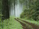 Forest4.avi Forest4.avi